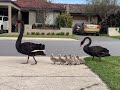 Two black swans walking their cygnets from one lake to another in perth western australia