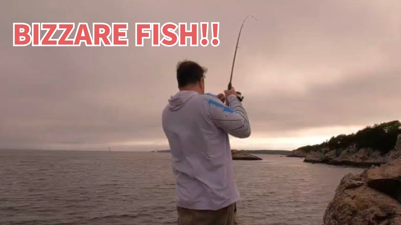 Hot Summer Mixed bag: Flounder,  Cunner and a Puffy Surprise!