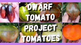 All the DWARF TOMATO PROJECT Tomatoes/ Complete List