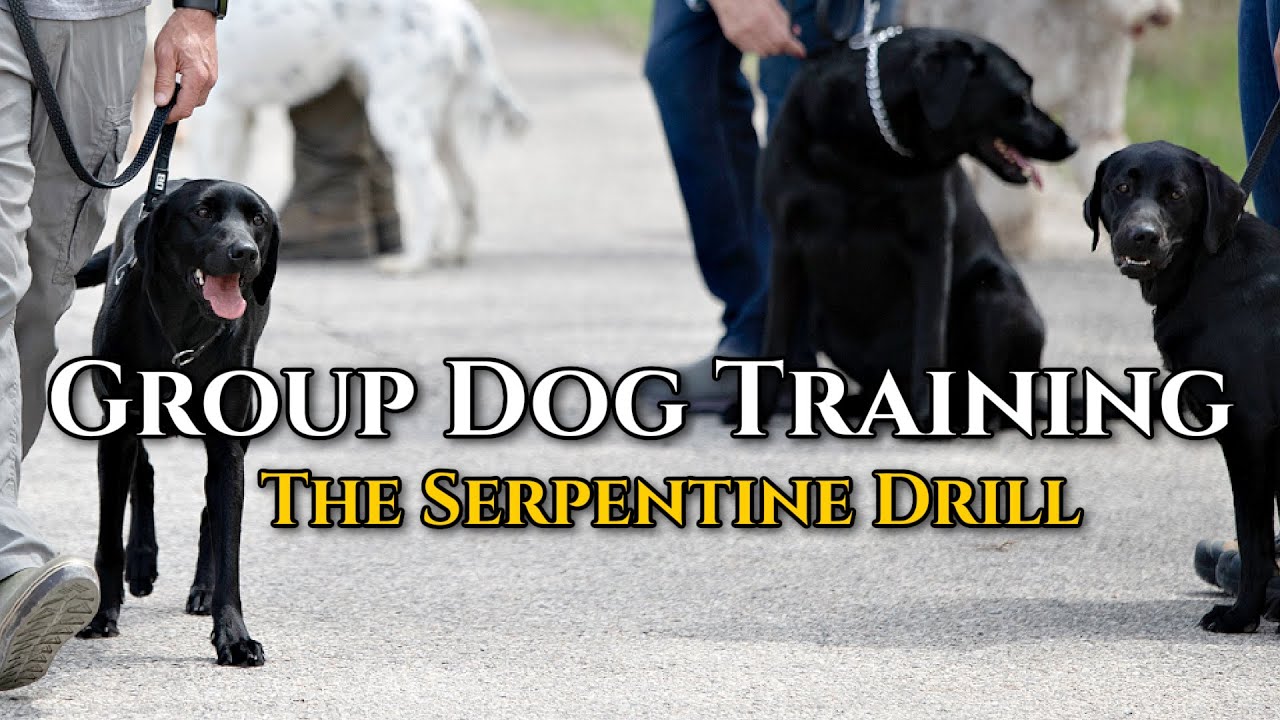 Group Dog Training: Working Through Distractions w/ the Serpentine Drill