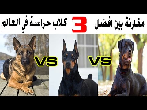 افضل ٣ انواع من كلاب الحراسة فى العالم