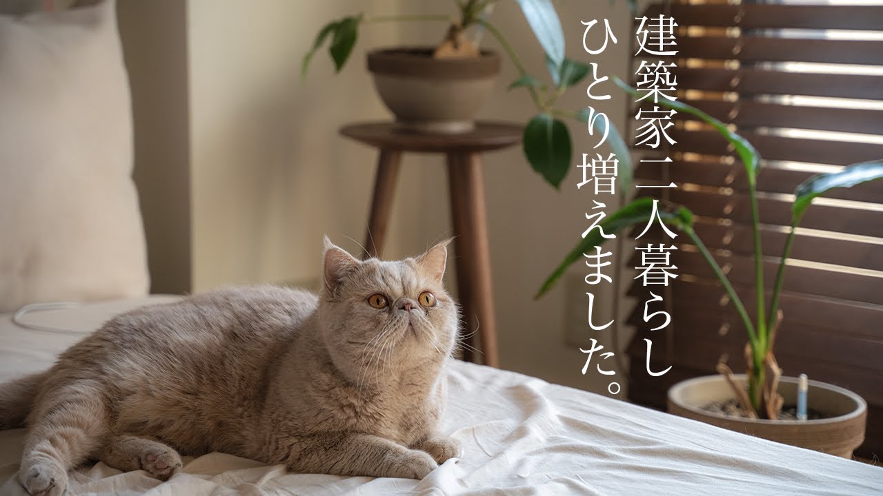 ご報告】建築家二人暮らし、ひとり増えました。 - YouTube