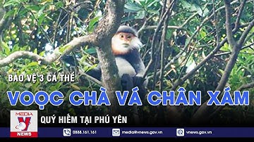 Bảo vệ 3 cá thể voọc chà vá chân xám quý hiếm tại Phú Yên – VNEWS