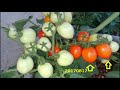 ハート型ミニトマトの栽培記録