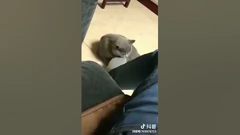 Video 3349351: norwegian forest cat american, siberian cat norwegian forest, forest cat american shorthair, sphynx american munchkin, turkish angora cat, bengal cat american, bengal abyssinian cat, birman bengal cat, cat kisses