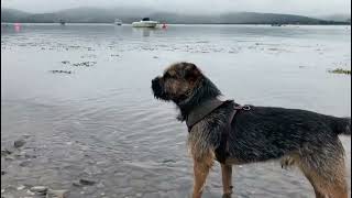 Gizmo by the Sea 🐚⛵🐕 by Gizmo The Border Terrier 🐾🐕 487 views 2 months ago 2 minutes, 33 seconds