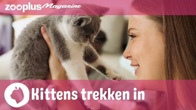 DE MEEST GEMAAKTE FOUTEN MET DE KATTENBAK - YouTube De Meest Gemaakte Fouten Met De Kattenbak - Youtube