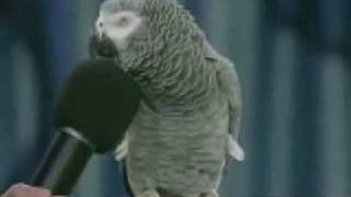 Famous superstar parrot