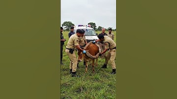 Rescuing cow from being stranggled by a large python #snake #cow #shorts #animals #rescue