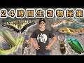 【日本横断】24時間本気で生き物採集をしたら何種類見つかるのか?!