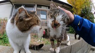 塀の上に並んでいる野良猫を順番に撫でる