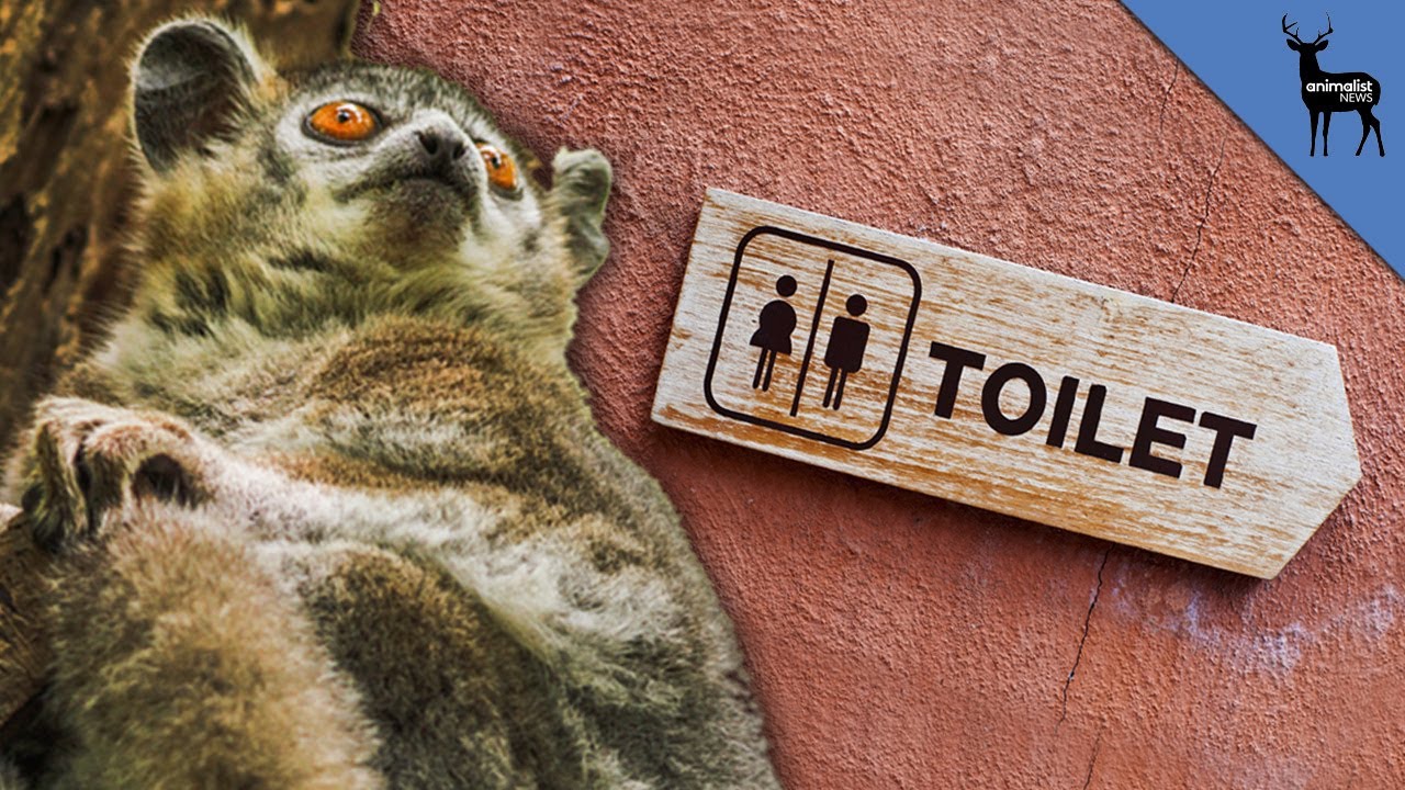 How Lemur Families Communicate With Pee