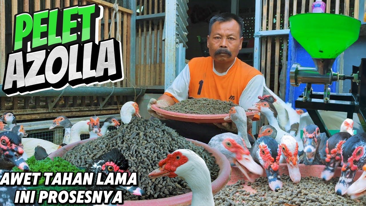 PAKAN PELET ENTOK BIAYA MURAH DARI AZOLLA, UNTUK ENTOK BISA BIKIN SENDIRI BEGINI PROSESNYA