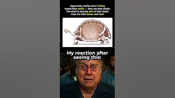 Turtles shells are not what you think 🐢🥶