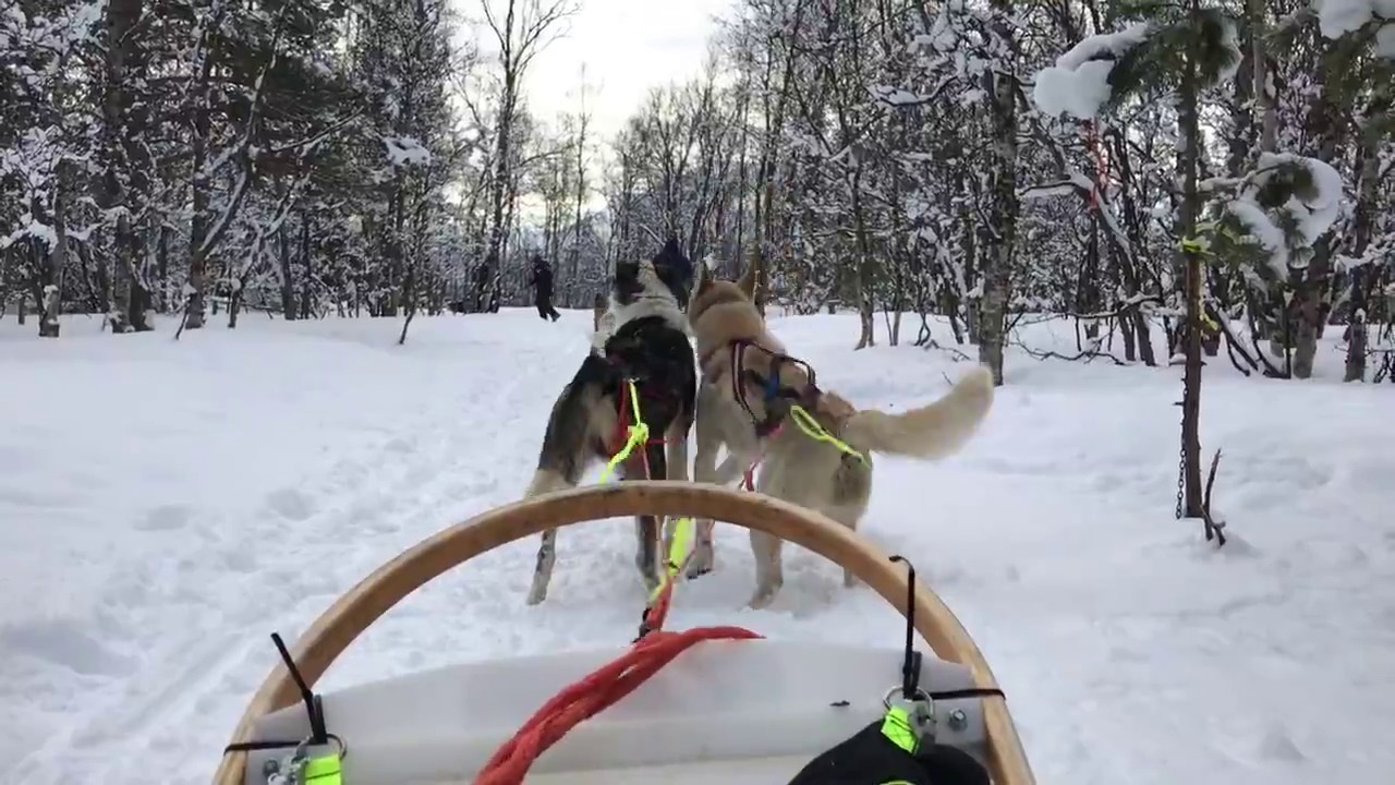 Dog Sledging in the Arctic Circle, Northern Norway