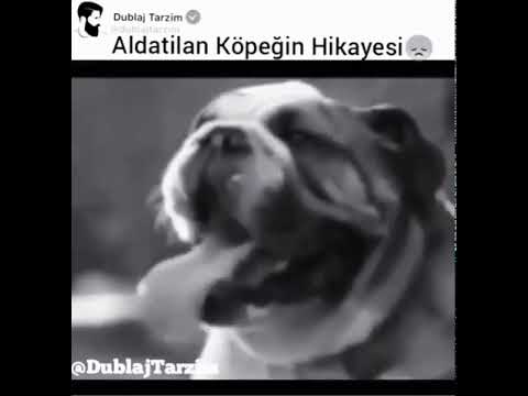 Aldatılan köpeğin hikayesi.(kalbim yaralı) Dublaj