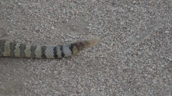 Young Mojave Green Rattlesnake
