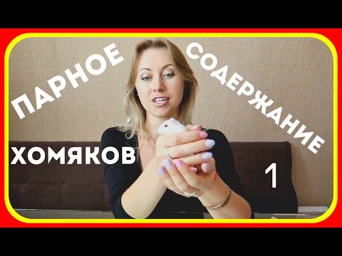 Парное содержание хомяков. Почему нельзя содержать хомяков в паре. Один хомяк - одна клетка!