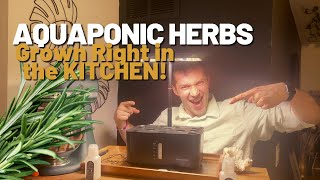 Growing Herbs in you Kitchen has NEVER BEEN EASIER!