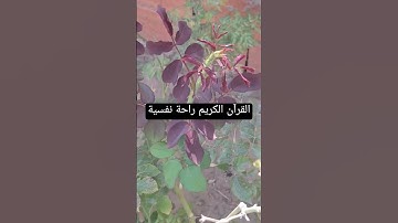 القرآن الكريم راحة نفسية #قرآن #اكسبلور #تيك_توك #اكسبلورر #لايك #اكسبلورفولو