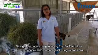 Best Goat Feeds For Breeders