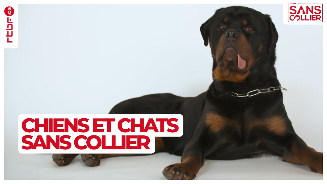 Chiens et chats sans collier S05E05