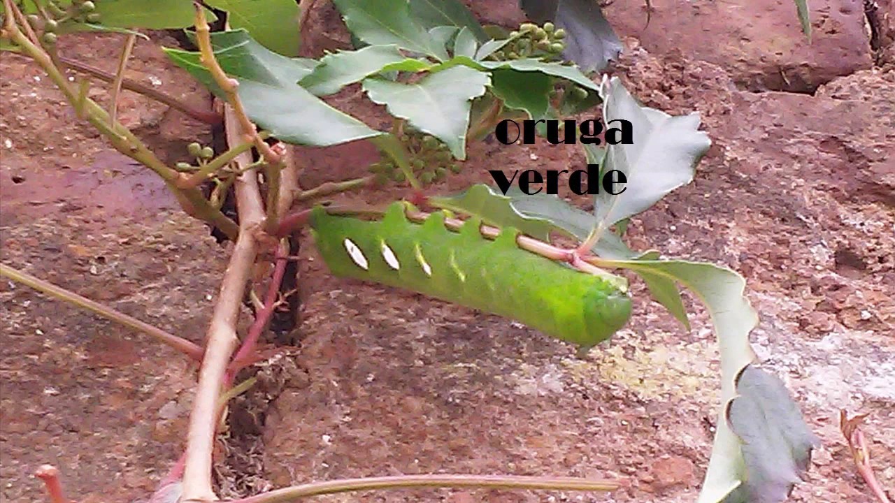 oruga verde