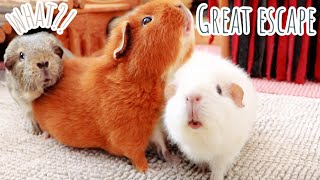 Guinea Pig Floor Time! | They All Escape & Go Wild