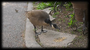 Panasonic DVX200 4K60p Handheld Footage