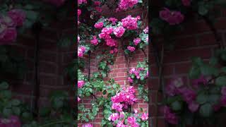 ローズガーデン　アーチくぐり　#shorts