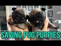 Rescuing Tiny Newborn Pug Puppies