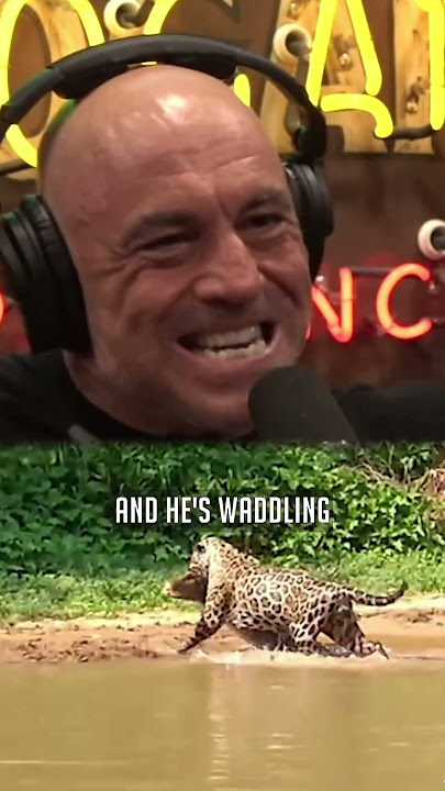 Jaguars Hunt Crocodiles - Joe Rogan