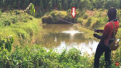 Một Ngày Lên Hàng Mỏi Tay Với Lucky Frog | Câu Cá Lóc Tự Nhiên