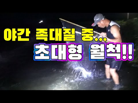 비온뒤 야간 족대질중 현지들도 처음보는 초대물 잡았다 !!/After the rain, I caught a big fish that I had never seen before.