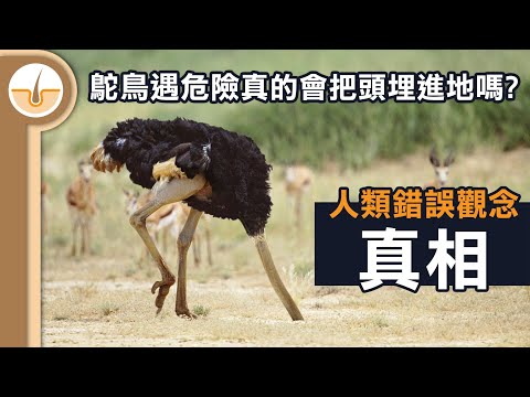 鴕鳥遇險時是否真的會把頭埋進地裡? 傳說真相與出處? (繁體中文字幕)