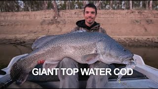 BIG MURRAY COD Camping Drifting and Fishing the Murray river