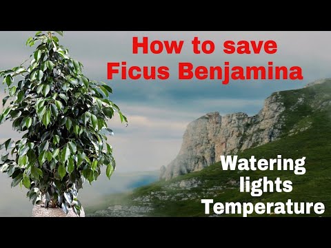 #FicusBenjamina How to save Ficus Benjamina