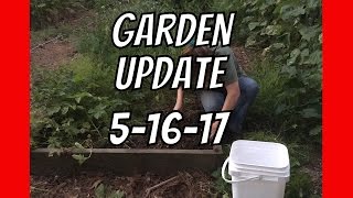 Garden Update from AldermanFarms | May 16, 2017