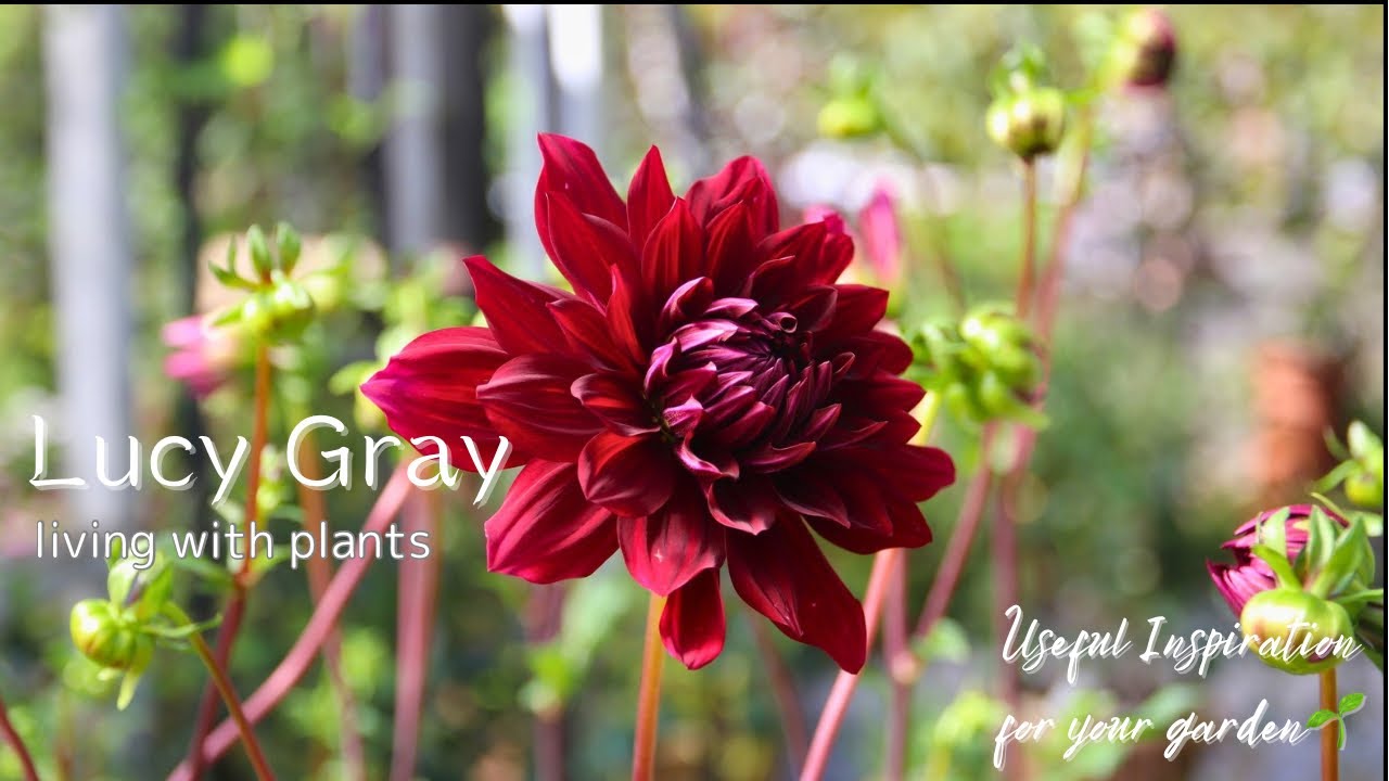 ダリア咲クラッシックピンクセルフ★クリスマスローズ苗 Flower Report] Trendy dahlias, vibrant herb seedlings, and
