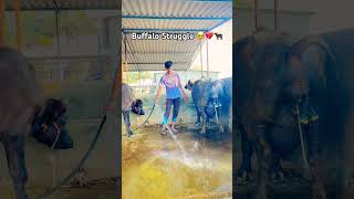 Please Subscribe Me 💔🥹💯✅|| #baffalo #shorts #viralshorts