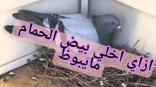 ازاي اخلي بيض الحمام ميبوظش وي ينتجلي ميفوتك هذا الفيديو???