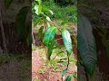 as plantações de verduras estão crescendo ainda quero plantar muito mais 🙌🥒🥗gosto de muita fartura