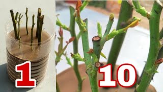 Easy way to grow rose from cutting, How to grow rose plant from cutting, rose plant growing tips