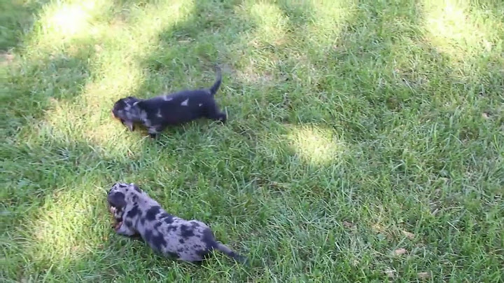 Miniature long haired dapple dachshund puppies for sale