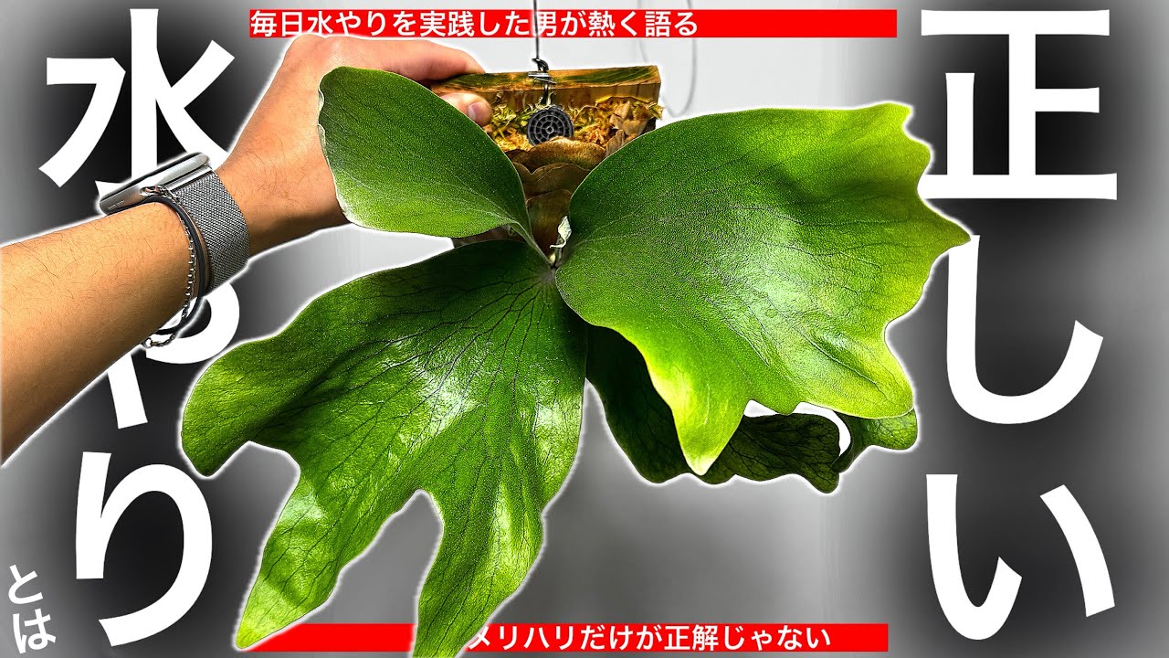 【失敗しない】水やりの