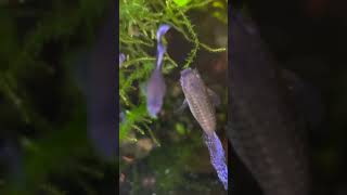 SWAMP TANK found a Christmas MOSS in the mess