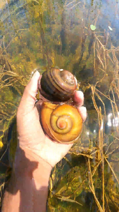 Most beautiful place SNAILS living - Big snails catching by hand  #naturelovers #snail #natural