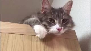 落ちる猫 ノルウェージャンフォレストキャット Cat, fall. Norwegian Forest Cat.