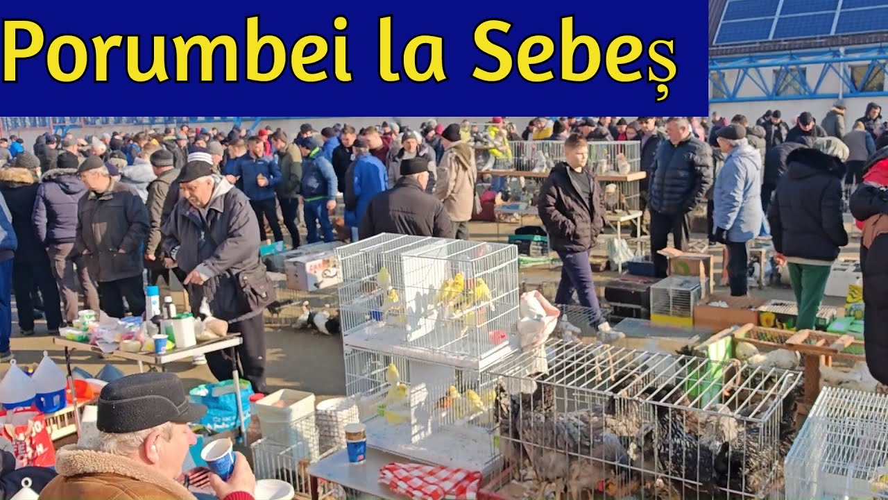 Targ porumbei Sebes 25.01.2026