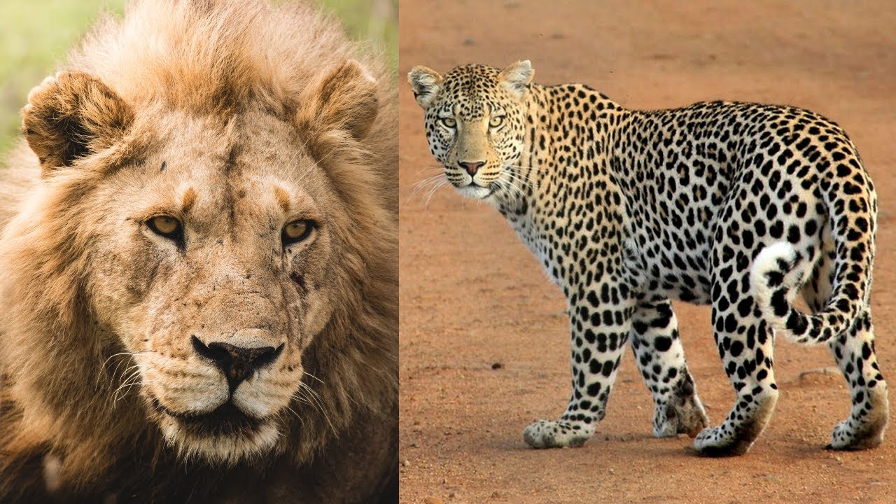 Difference lion vs leopard Full Detail video - YouTube